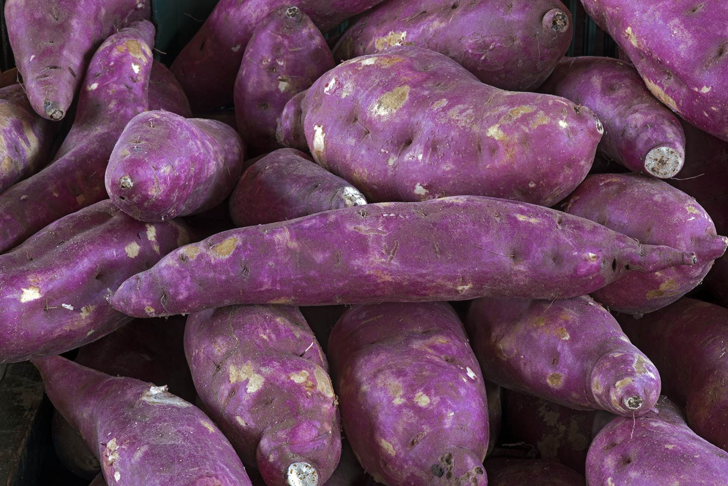 What Grows in Costa Rica? A Hiker’s Guide to Farming, Fruits & Sustainability