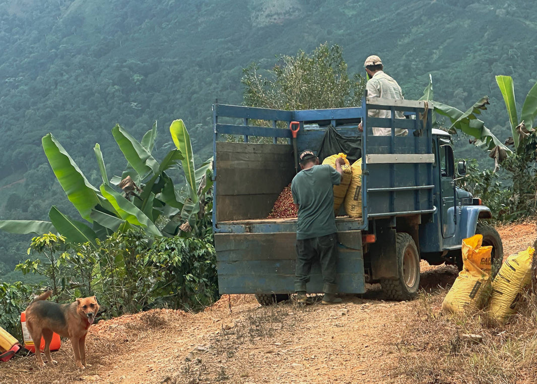 Coffee Lovers’ Guide: Exploring Plantations Along El Camino de Costa Rica