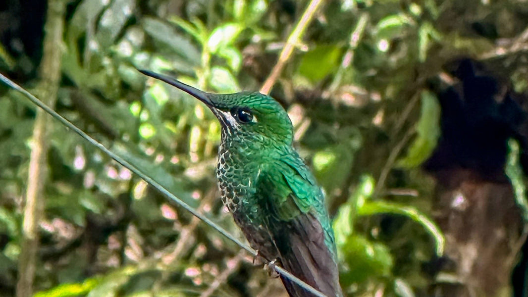 hummingbird of costa rica