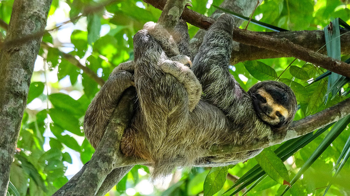 Sloths In Costa Rica Sloths in Costa Rica: How and Where to See Them Along El Camino de Cos