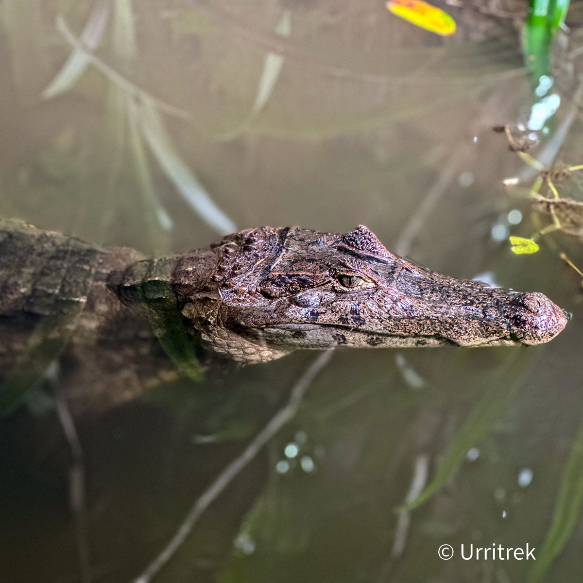Wildlife Along El Camino: Mammals and Reptiles of Costa Rica’s Famous Hiking Trail