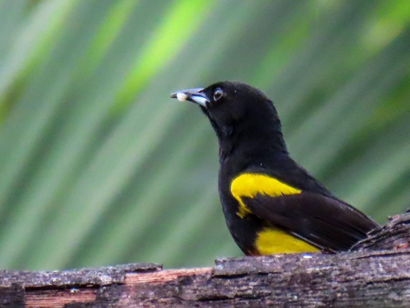 A black and yellow bird perched gracefully on a branch, showcasing its vibrant plumage against a natural backdrop.