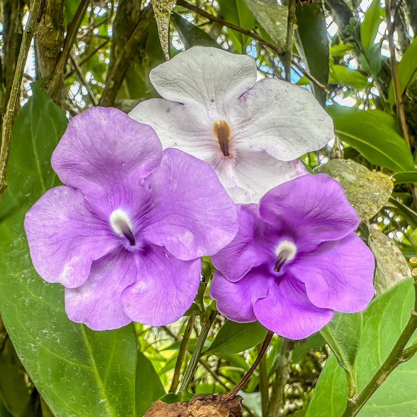 Etapa 5 de El Camino de Costa Rica