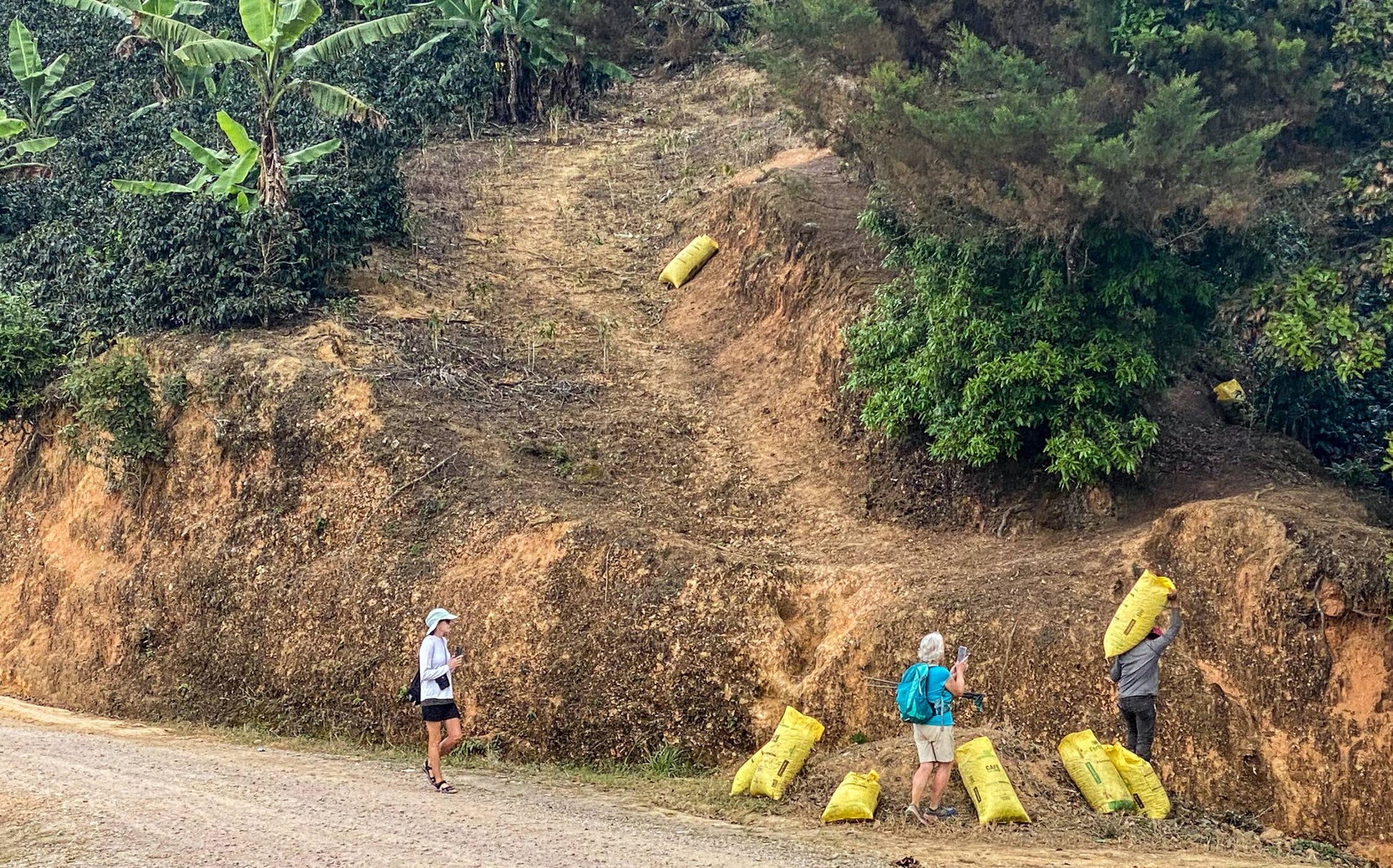 Three individuals transport bags along a dirt road, engaged in the process of coffee harvesting.