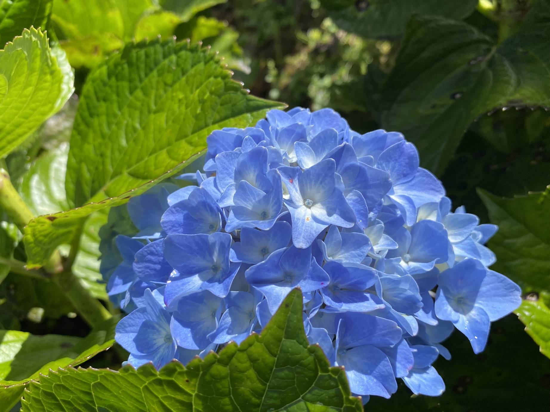 A vibrant blue hydrangea flower surrounded by lush green leaves in a serene garden setting.