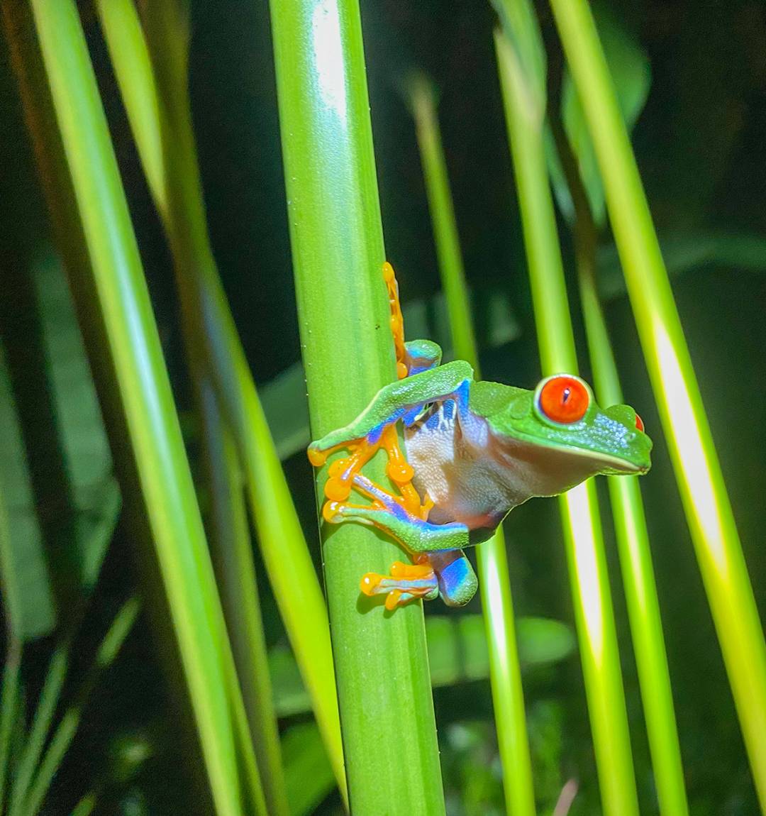 A vibrant red-eyed tree frog sits gracefully on a lush green plant, showcasing its striking colors and curious gaze.