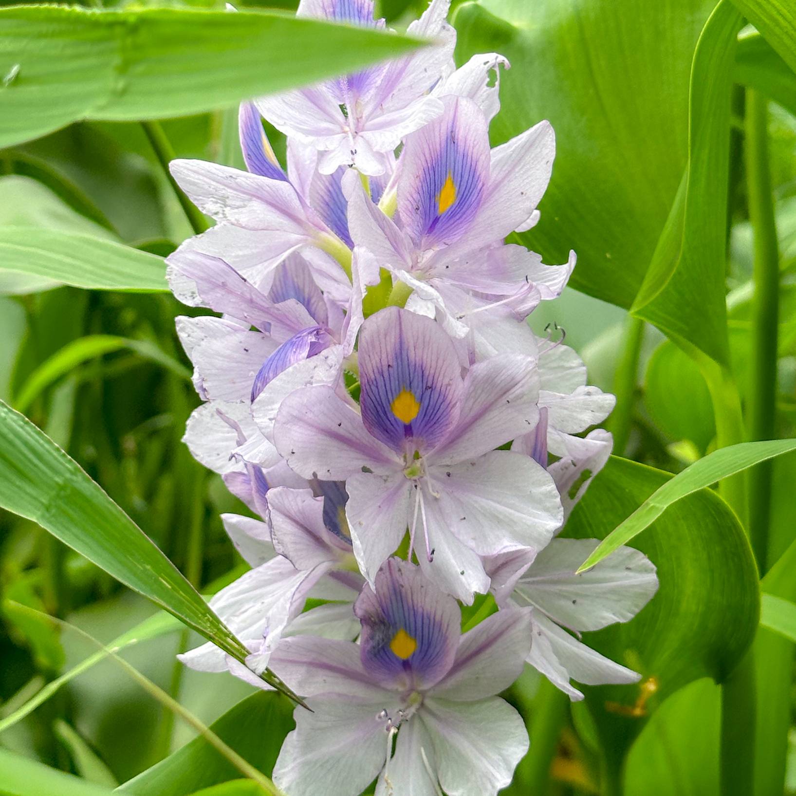 A beautiful light purple flower with a yellow center blooms amidst lush green foliage, showcasing nature's beauty.