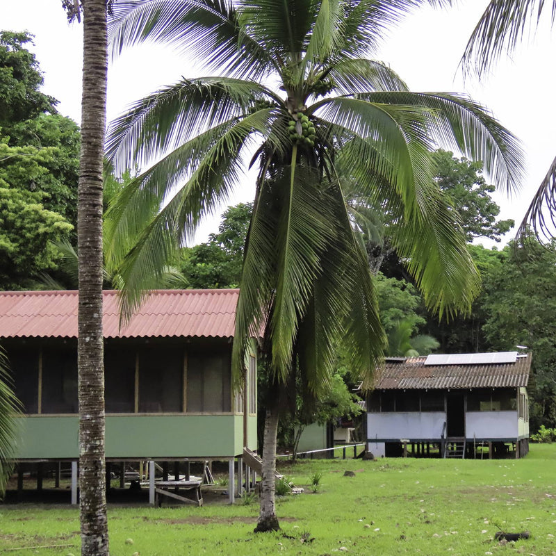 A tall palm tree sways gently in the breeze at Stage 1 Pacuare Reserve, surrounded by lush greenery and buildings.