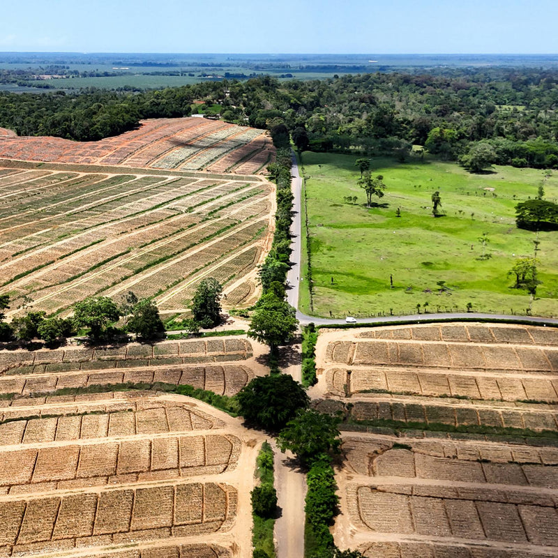 Aerial view of a pineapple plantation field with trees and a winding road, showcasing an agricultural layout.