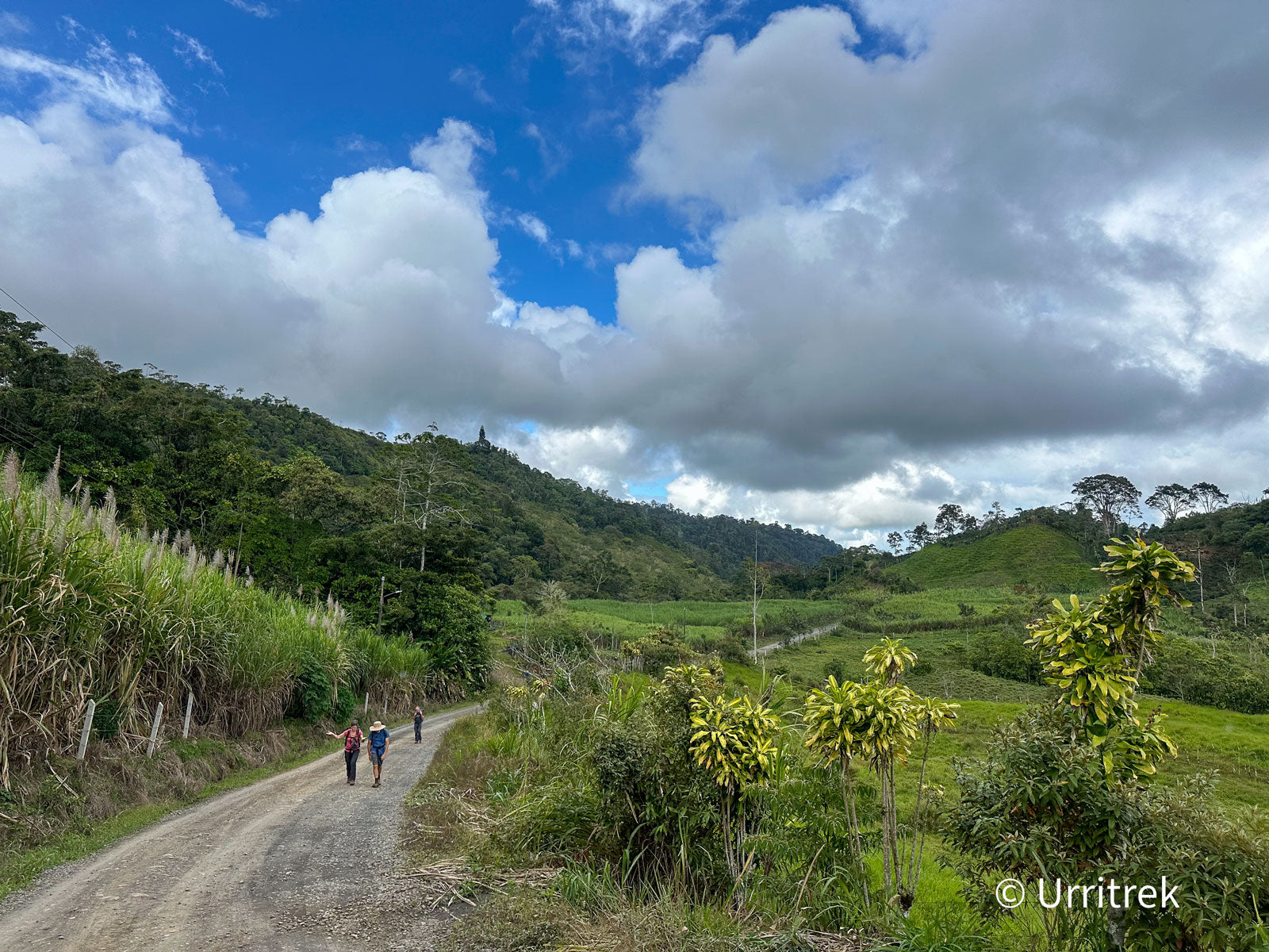 Sugarcane of Pacayitas Stage 5