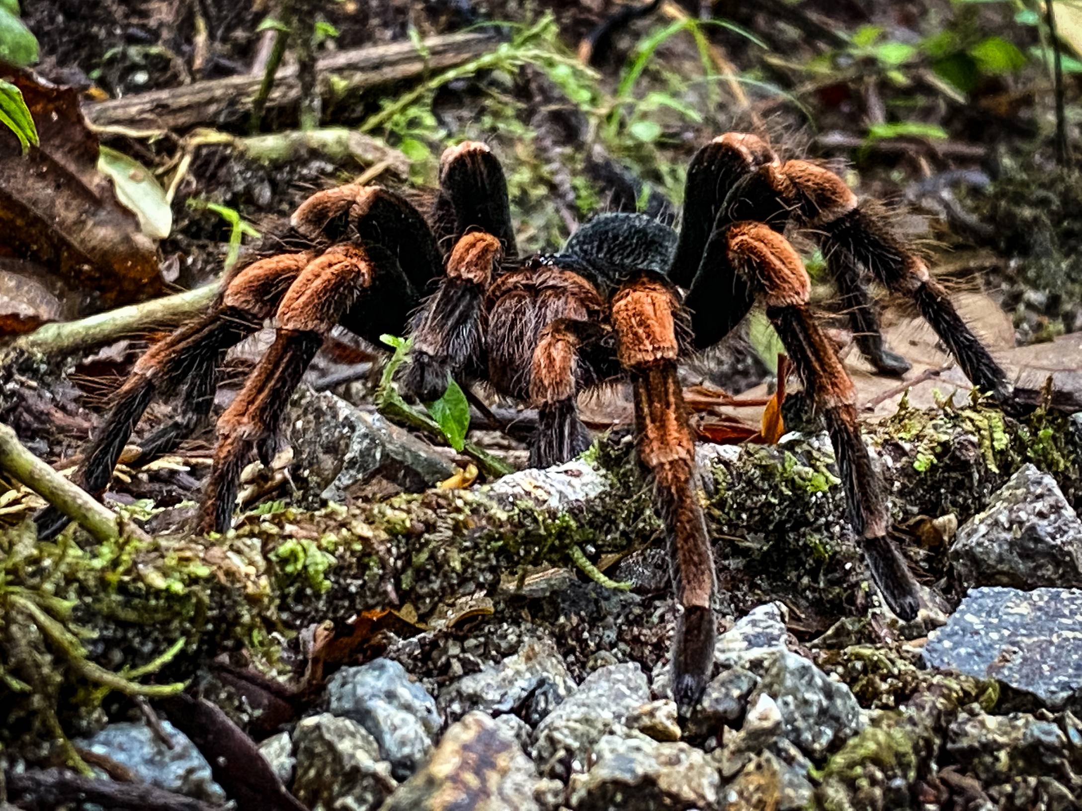 A tarantula scuttles across the ground, its hairy legs moving gracefully over the earthy surface.